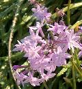 Society Garlic / Tulbaghia violacea